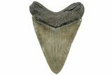 Serrated, Fossil Megalodon Tooth - South Carolina #312097-1